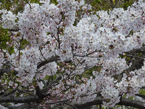 かぐら３日目18