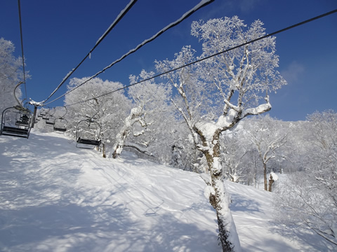 1月23日富良野２