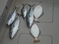 5月26日の釣果2