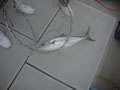 ヒラマサが釣れました