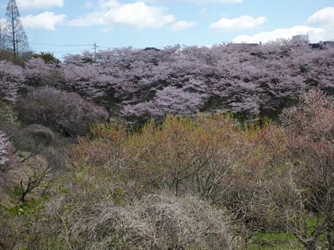 下松市龍の口公園