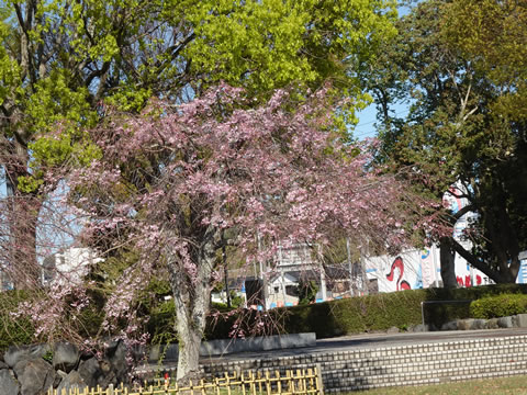 下松市役所駐車場のしだれ桜