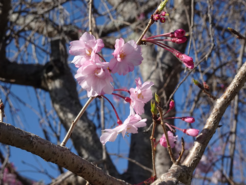 しだれ桜の花びら