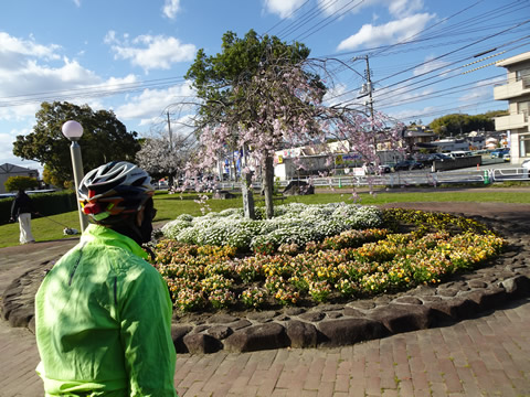 切戸川河川公園隣のチェリーパークのしだれ桜