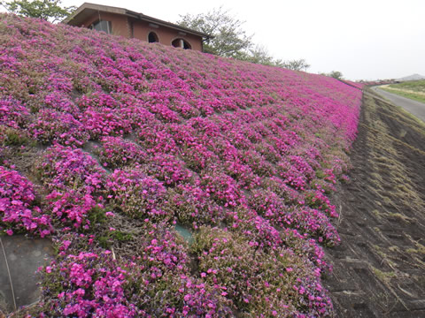 堰堤に綺麗に咲いた芝桜
