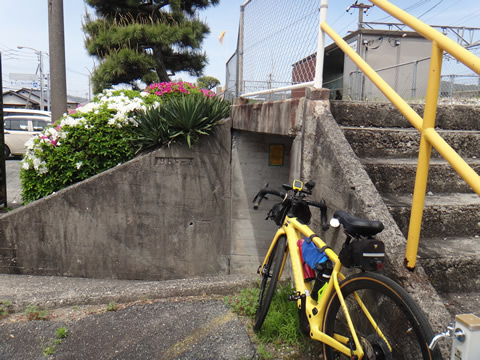 四辻駅前のつつじ
