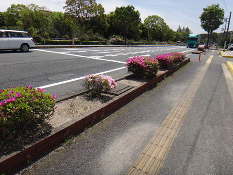 維新百年記念公園の前の道路のつつじ