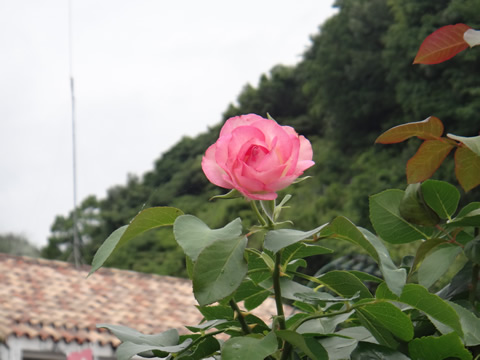 バラ１輪