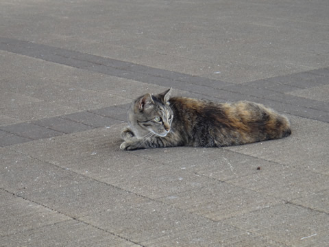 道の駅に居ついてる野良猫