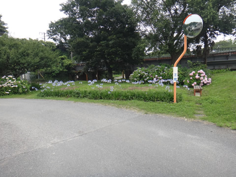 途中のアジサイの花
