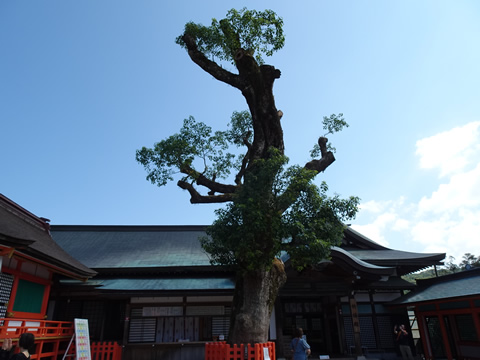 樹齢800年の御神木