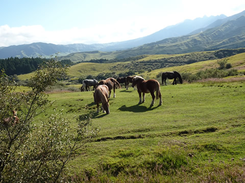 阿蘇山登山道の途中の放牧場の馬